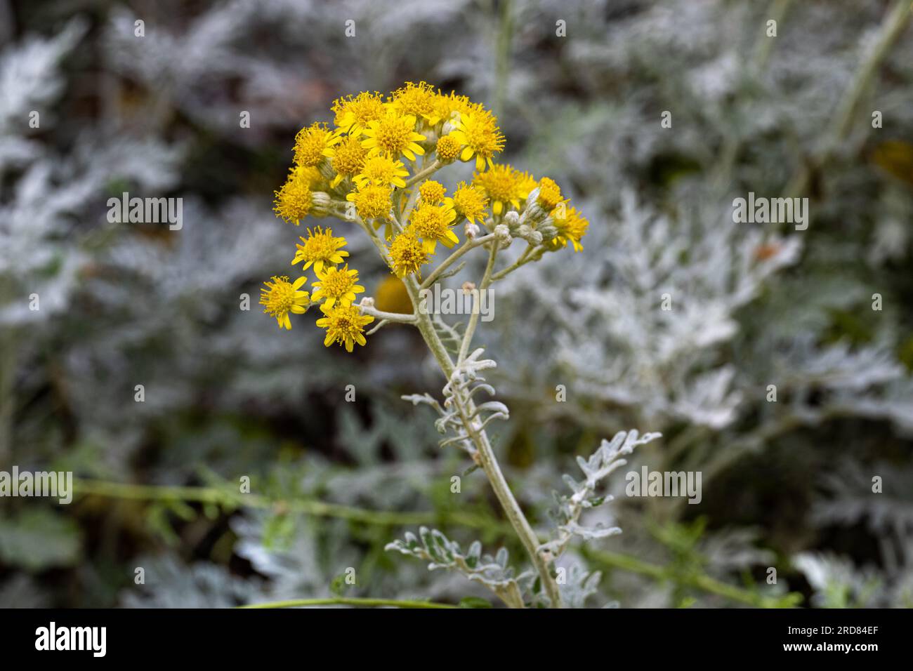 Il ragwort d'argento (Jacobaea maritima o Senecio cineraria) è un'erba perenne originaria della regione mediterranea Foto Stock