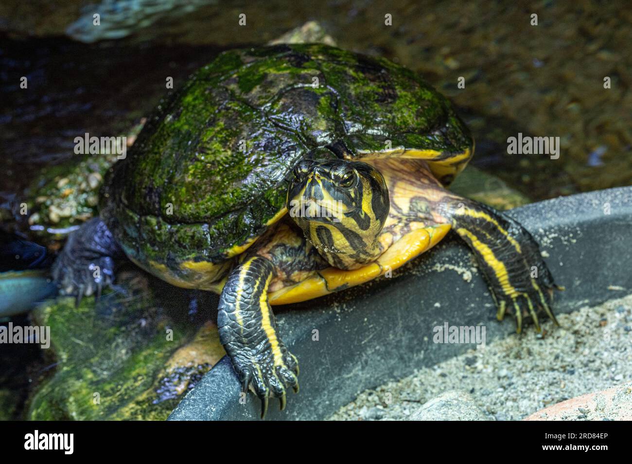 Terrapinone di stagno europeo (Emys orbicularis) Foto Stock