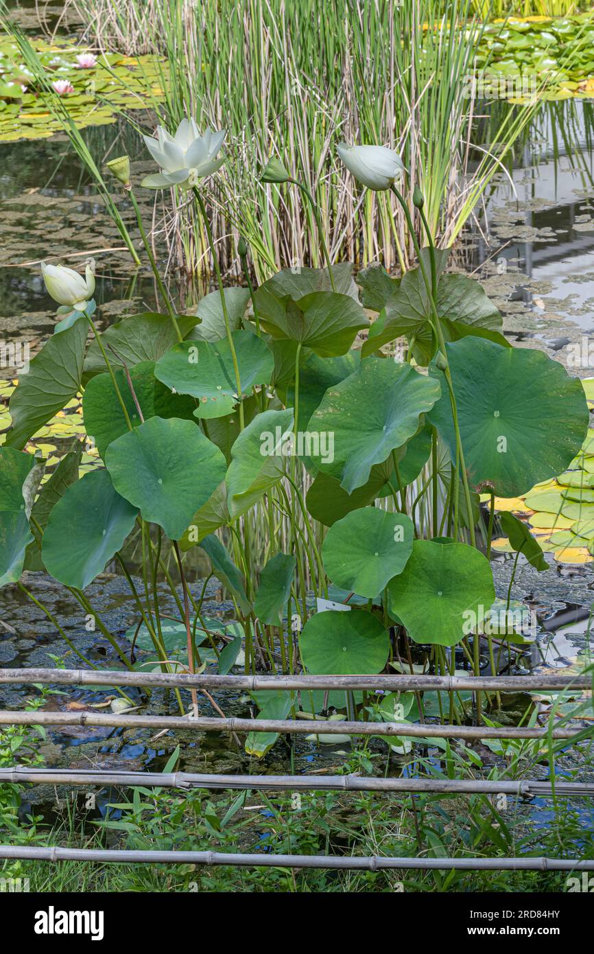 Foglia di loto americano (Nelumbo lutea) in un piccolo stagno. Giardino botanico di Friburgo Foto Stock