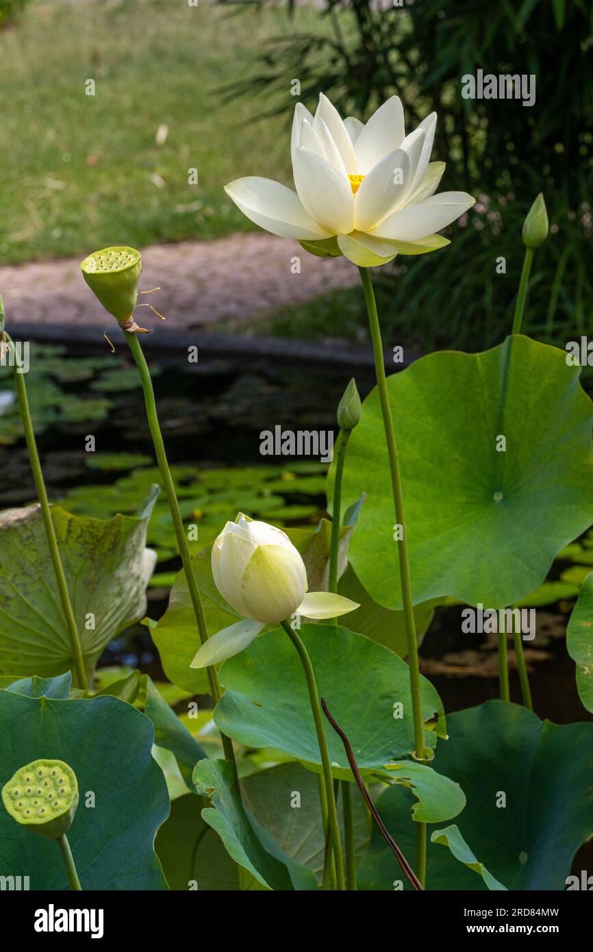 Foglia di loto americano (Nelumbo lutea) in un piccolo stagno. Giardino botanico di Friburgo Foto Stock