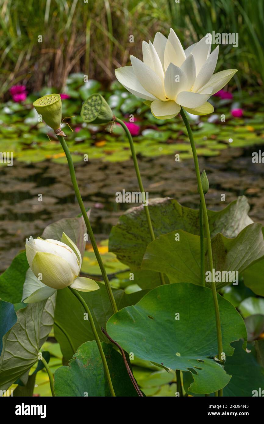 Foglia di loto americano (Nelumbo lutea) in un piccolo stagno. Giardino botanico di Friburgo Foto Stock