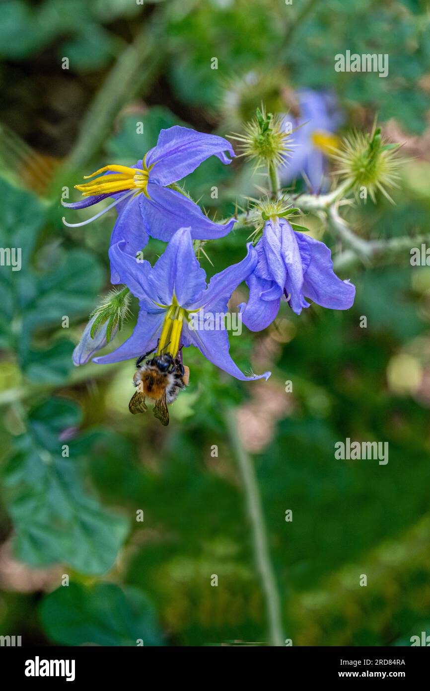 Solanum citrullifolium è una specie di nightshade comunemente noto come il cocomero nightshade Foto Stock