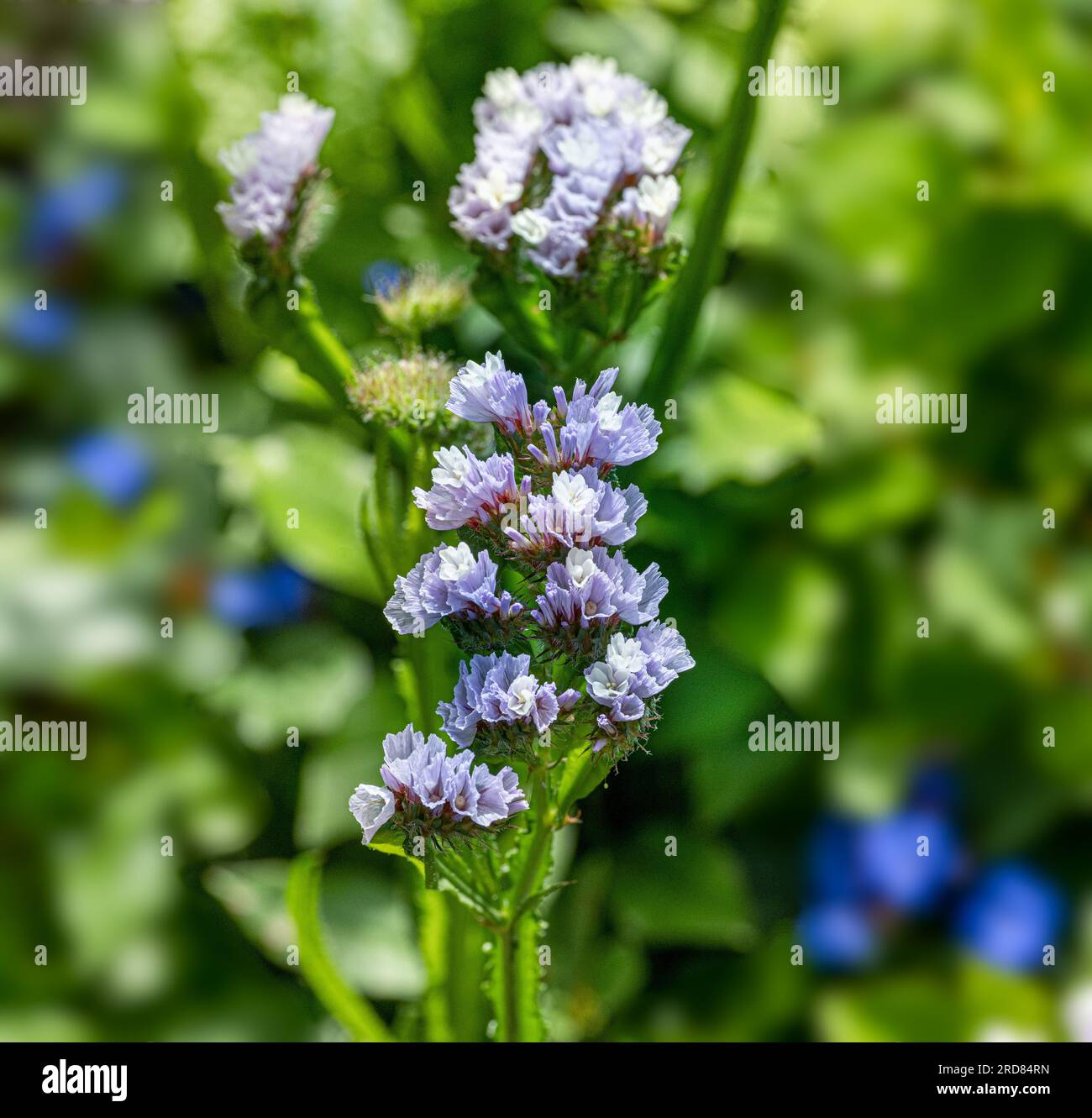 Fiori di lavanda di mare (Limonium sinuatum), primo piano Foto Stock