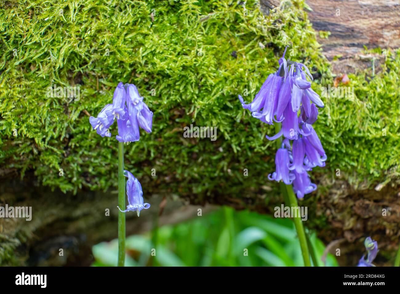 Hyacinthoides non-scripta, precedentemente Endymion non-scriptus o Scilla non-scripta, nel Regno Unito è conosciuto come comune bluebell o semplicemente bluebell. Foto Stock