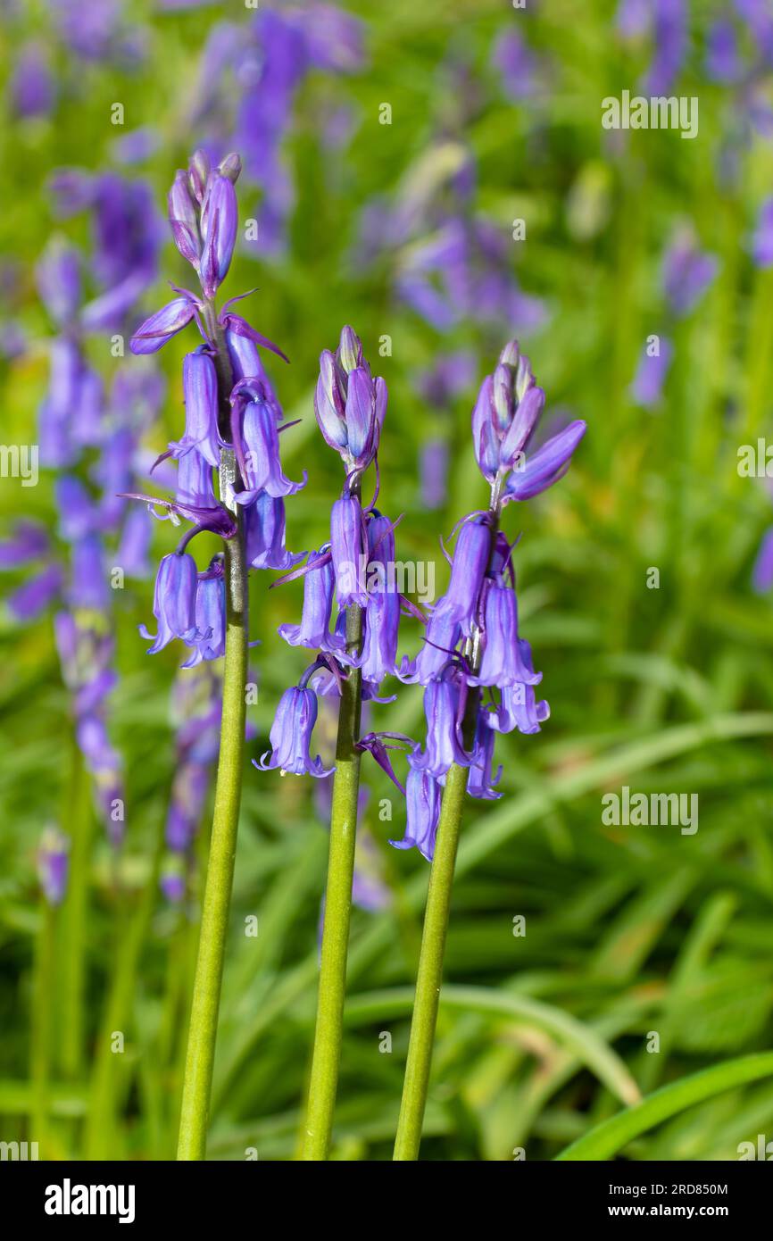 Hyacinthoides non-scripta, precedentemente Endymion non-scriptus o Scilla non-scripta, nel Regno Unito è conosciuto come comune bluebell o semplicemente bluebell. Foto Stock