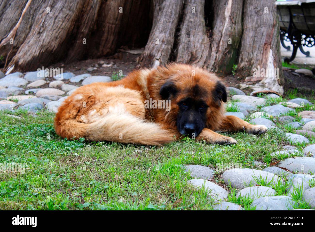Cane randagio triste nel parco centrale di Molina, regione di Maule, Cile Foto Stock