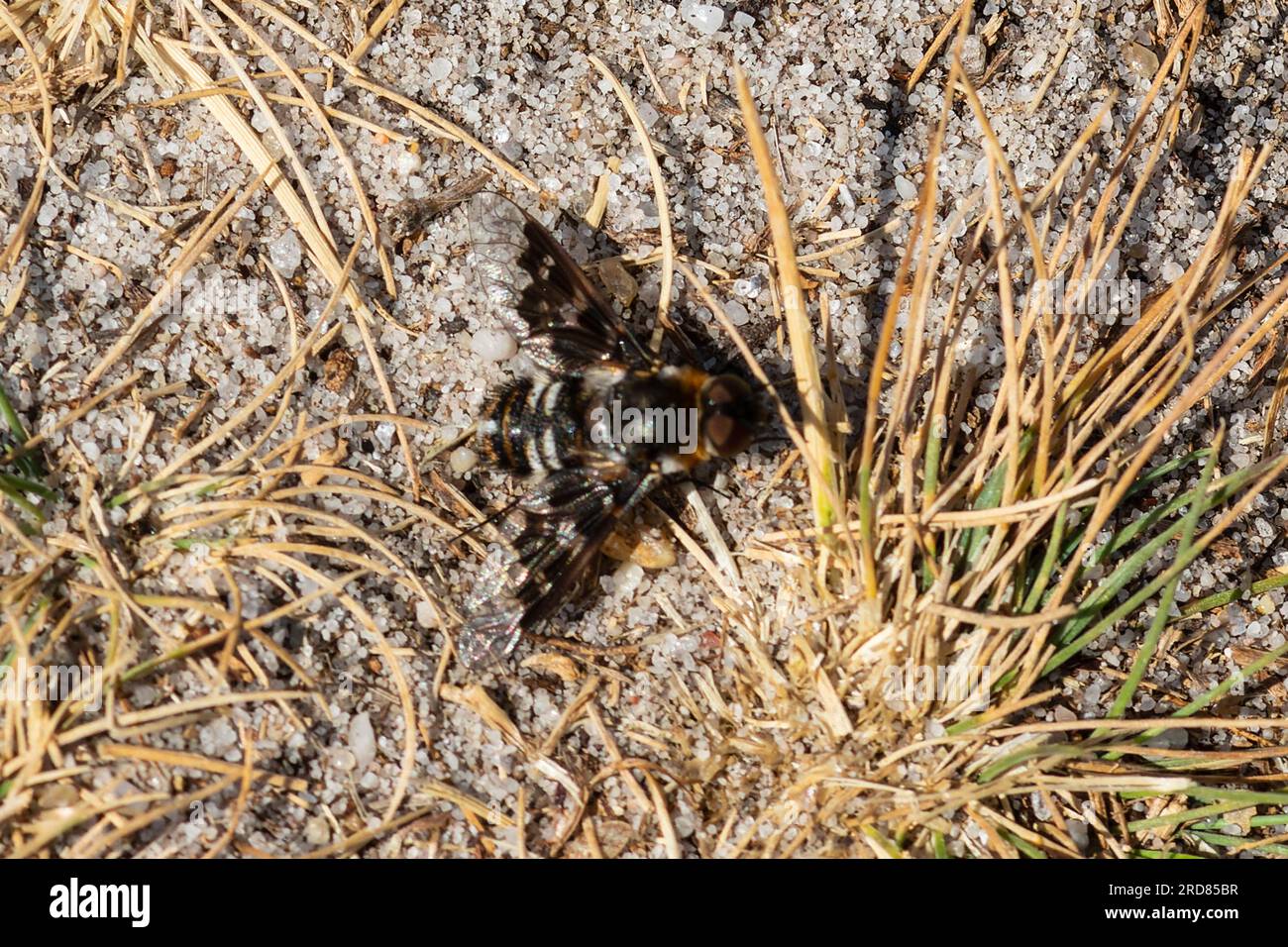 Thyridanthrax fenestratus, la mosca delle api, che riposa a terra. Foto Stock