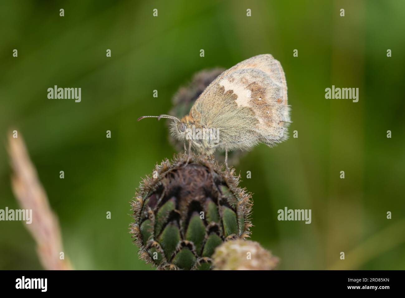 L'ala inferiore di una piccola farfalla della brughiera, Coenonympha pamphilus, che poggia su una testa di fiore. Foto Stock