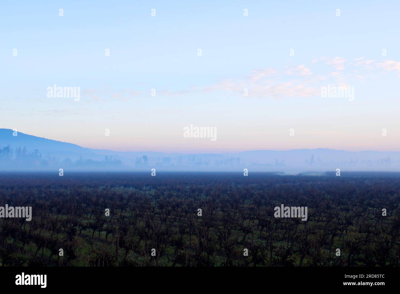 Vista dell'alba sul paesaggio dei vigneti Foto Stock