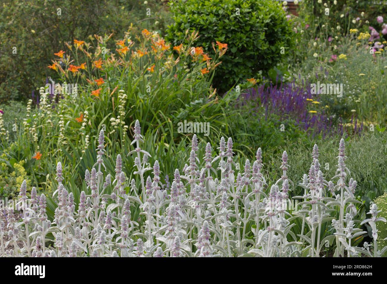 Giardino di fiori estivo con stachys byzantina, gigli diurni, salvia UK giugno Foto Stock