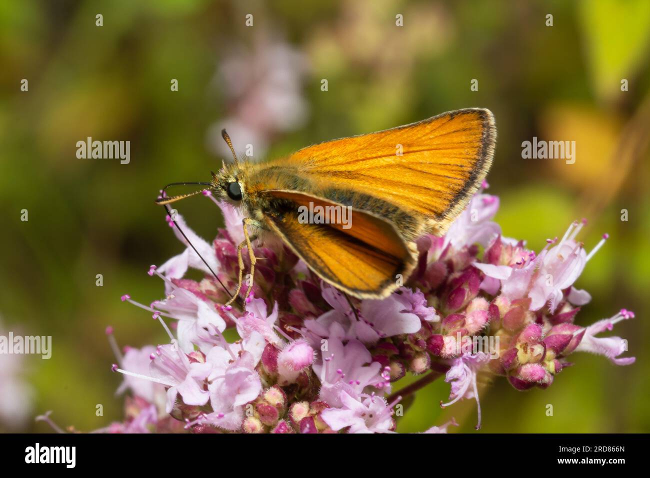 Una piccola farfalla skipper, Thymelicus sylvestris, che si nutre di nettare. Foto Stock