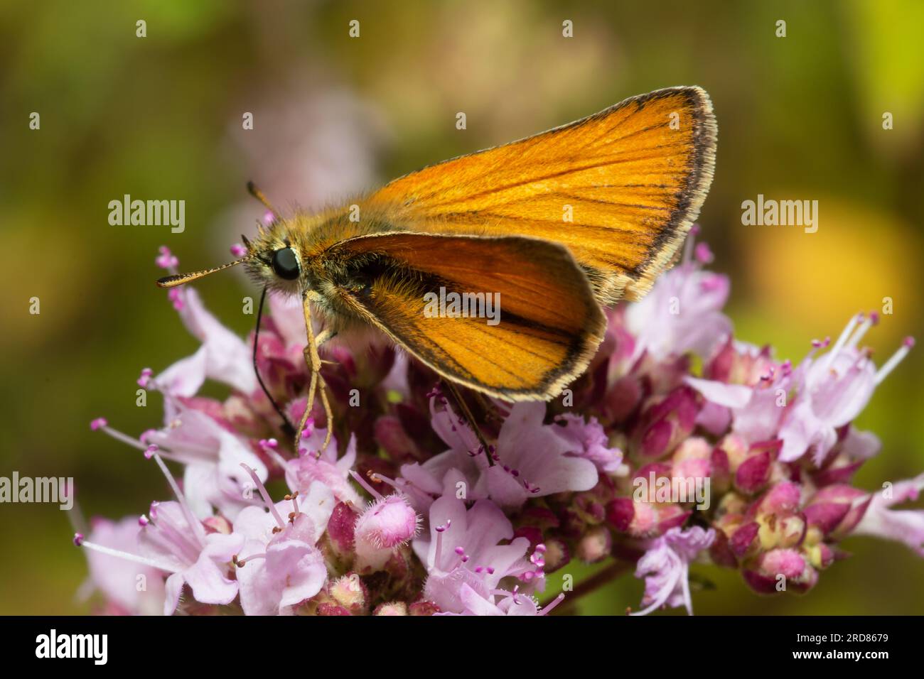 Una piccola farfalla skipper, Thymelicus sylvestris, che si nutre di nettare. Foto Stock