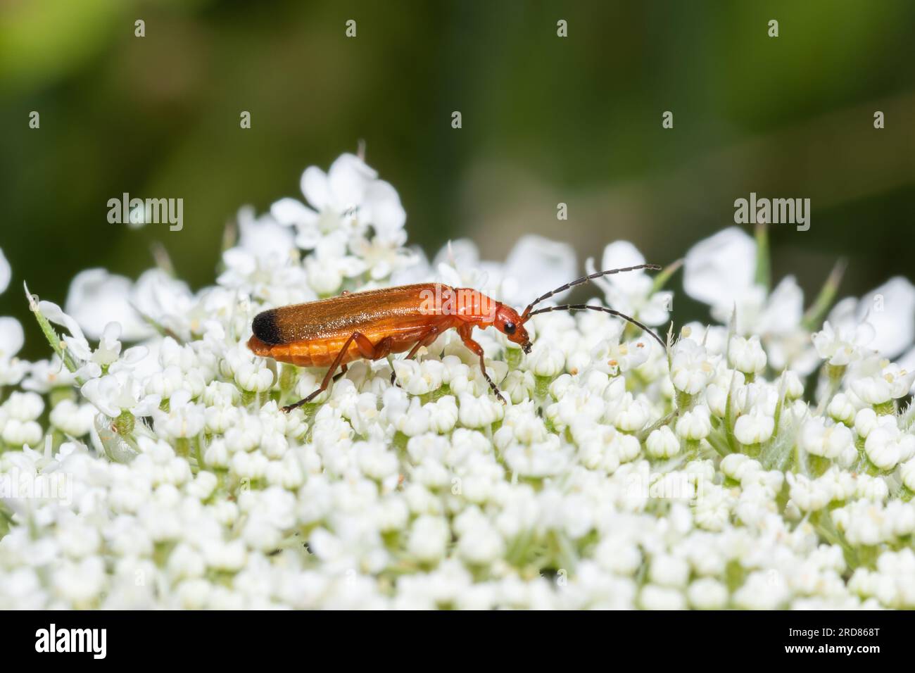 Rhagonycha fulva, il comune coleottero da soldato rosso, anche conosciuto in modo fuorviante come scarabeo succhiatore di sangue, noto anche come scarabeo bonking hogweed. Foto Stock