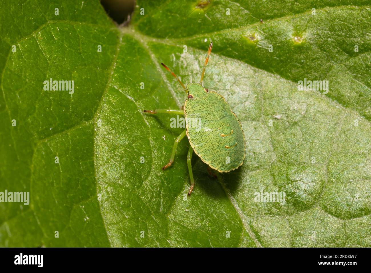 Sheildbug verde comune, Palomena prasina, quarto instar, poggiato su una grande foglia. Foto Stock