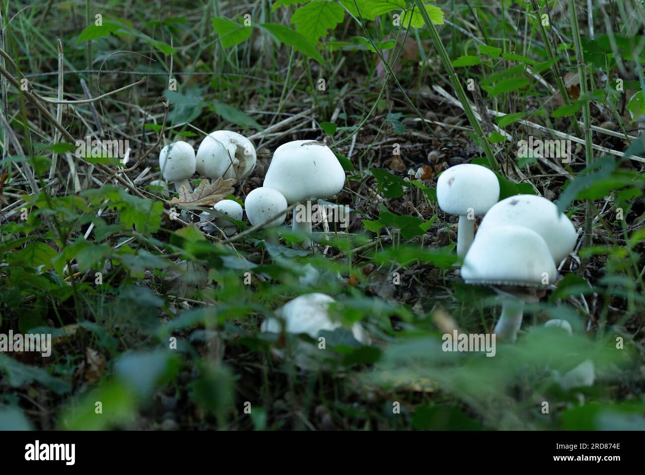 Un gruppo di splendidi funghi champignon commestibili che crescono nel sottobosco di una foresta. Cibo vegetariano. Foto Stock