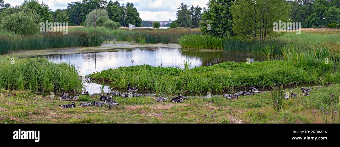 Oche selvatiche in uno stagno nel giardino botanico Bergianska a Stoccolma in estate, Svezia Foto Stock