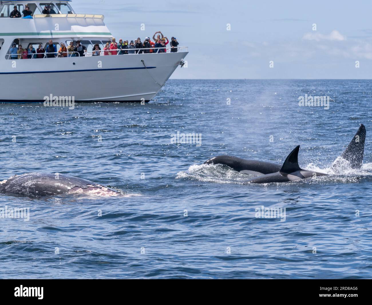 Un branco di orche assassine transitorie (Orcinus orca), che si nutrono di una carcassa grigia di vitello nel Monterey Bay Marine Sanctuary, California, USA Foto Stock