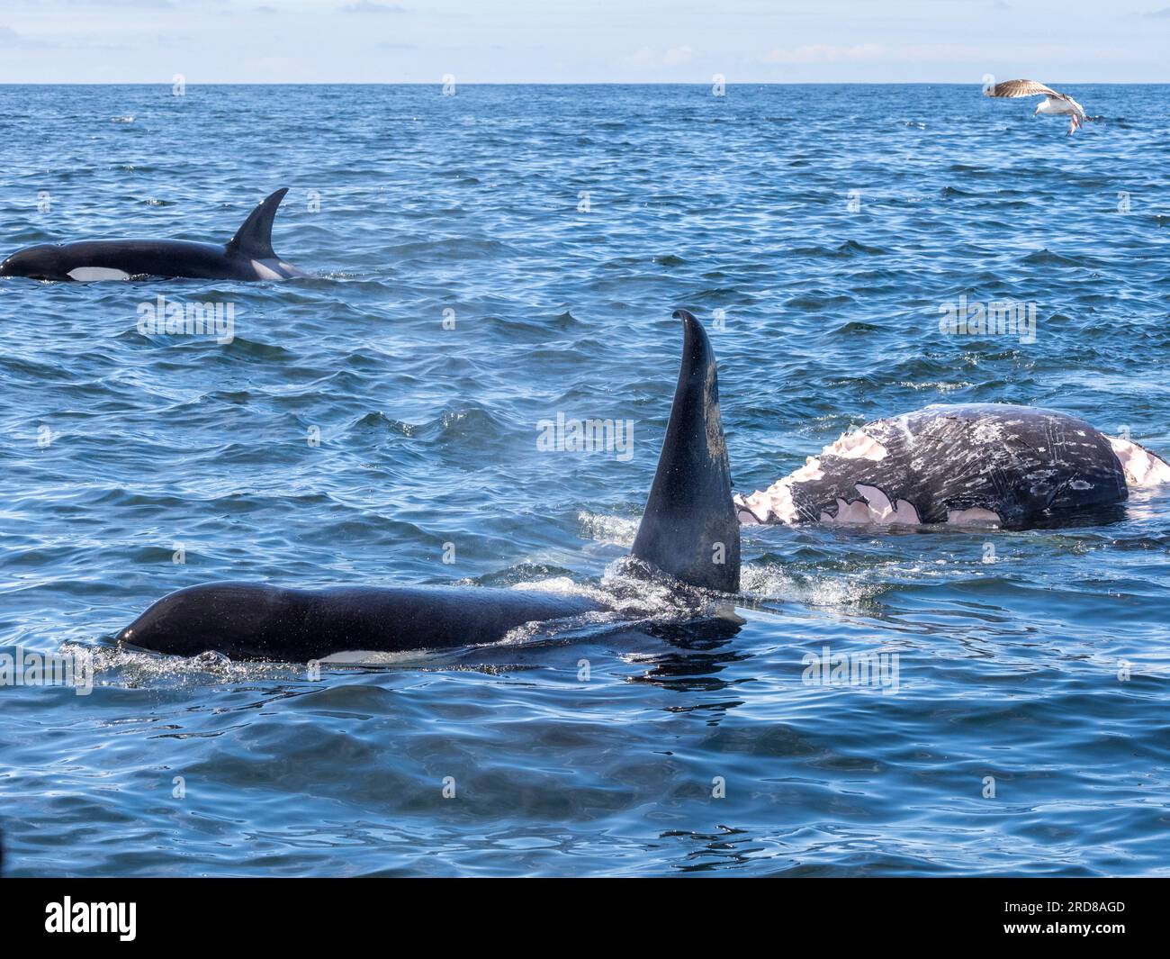 Un branco di orche assassine transitorie (Orcinus orca), che si nutrono di una carcassa grigia di vitello nel Monterey Bay Marine Sanctuary, California, USA Foto Stock