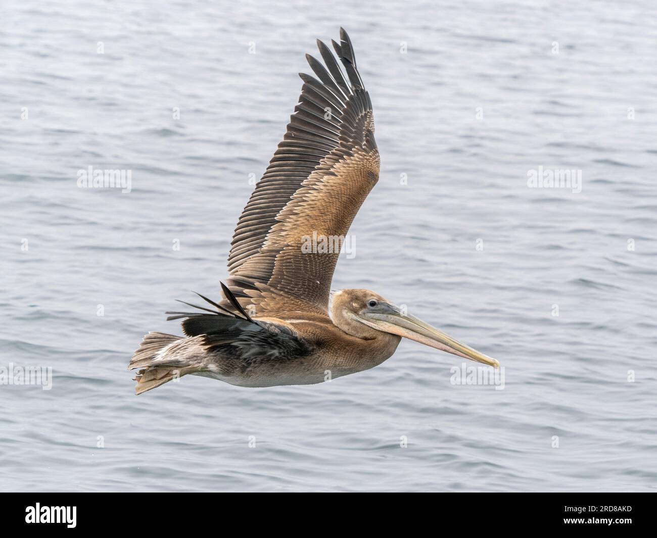 Giovani pellicani bruni (Pelecanus occidentalis), in volo nel Monterey Bay Marine Sanctuary, Monterey, California, USA Foto Stock