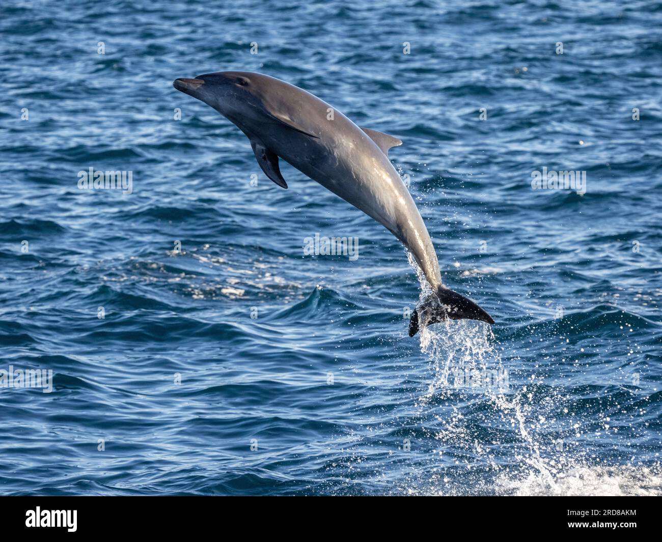 Delfino a tursiopo comune adulto (Tursiops truncatus), che salta al largo di Isla San Jose, Baja California Sur, Messico, Nord America Foto Stock
