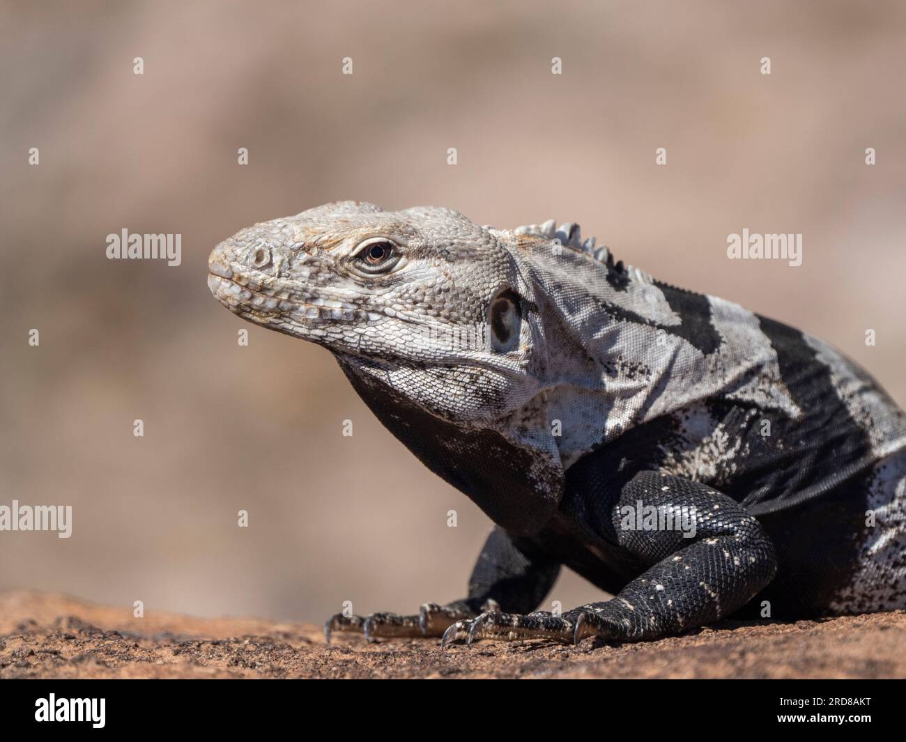 Iguana dalla coda spinosa (Ctenosaura conspicuosa) adulta, crogiolandosi al sole, Isla San Esteban, Baja California, Messico, Nord America Foto Stock