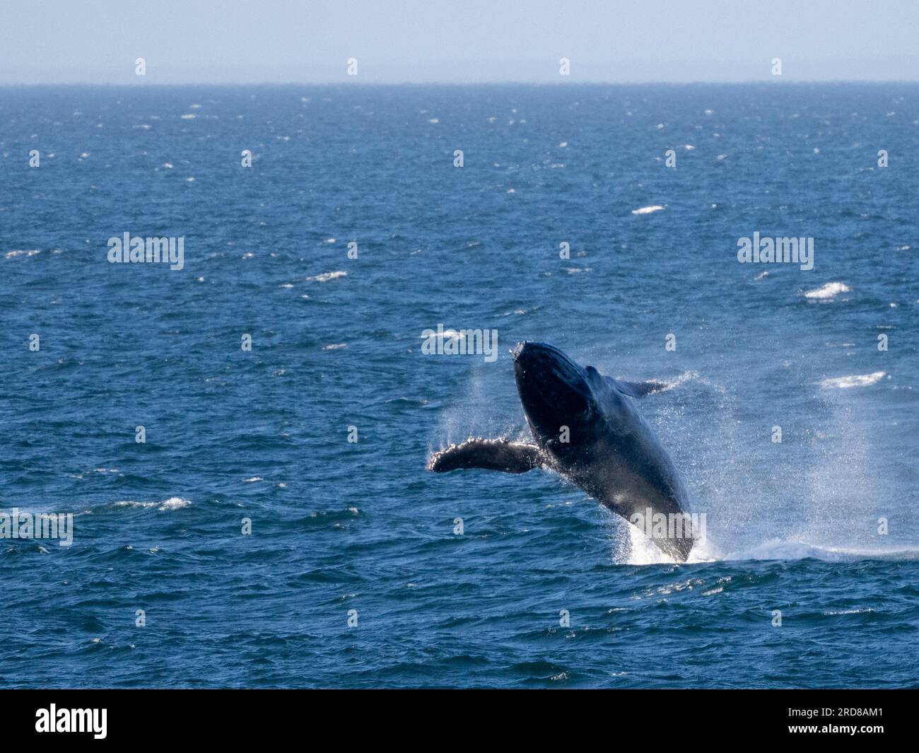 Megattera adulta (Megaptera novaeangliae), che si avvicina a San Jose del Cabo, Baja California Sur, Messico, Nord America Foto Stock