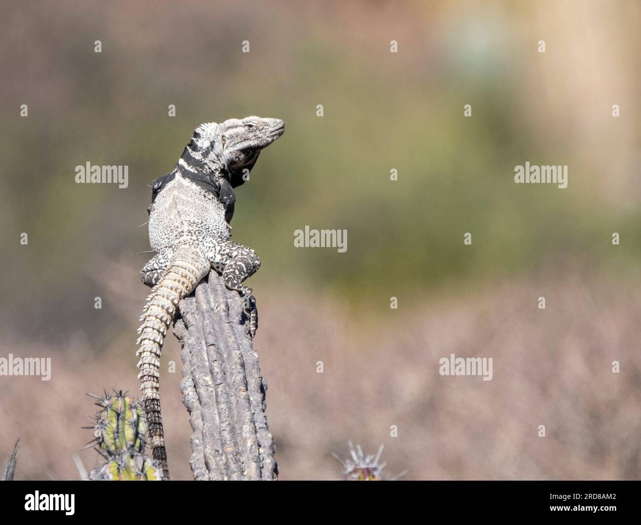 Iguana dalla coda spinosa adulta (Ctenosaura conspicuosa), su cactus, Isla San Esteban, Baja California, Messico, Nord America Foto Stock