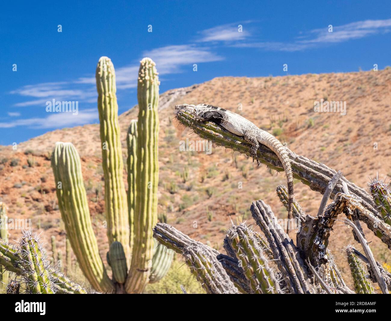 Iguana dalla coda spinosa (Ctenosaura conspicuosa) adulta, crogiolandosi al sole, Isla San Esteban, Baja California, Messico, Nord America Foto Stock