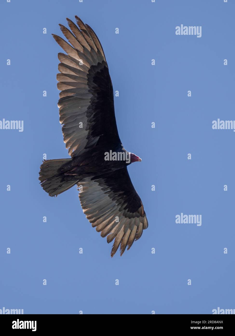 Avvoltoio di tacchino adulto (Cathartes aura), in volo alla ricerca di cibo a Conception Bay, Baja California, Messico, Nord America Foto Stock