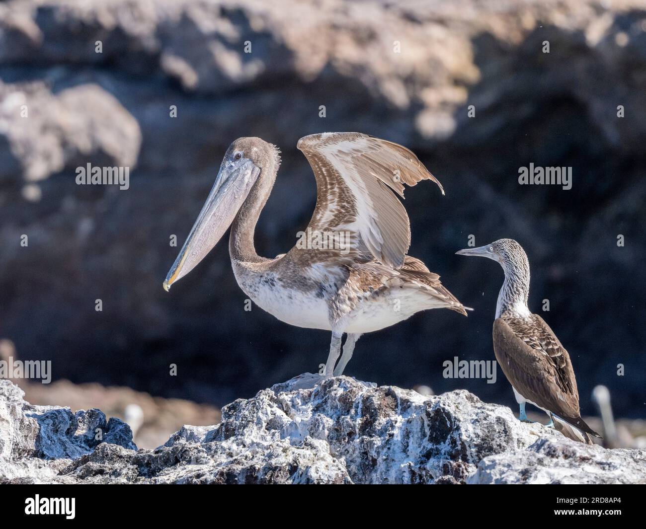 Giovani pellicani bruni (Pelecanus occidentalis), solarium su Isla Ildefonso, Baja California, Messico, Nord America Foto Stock