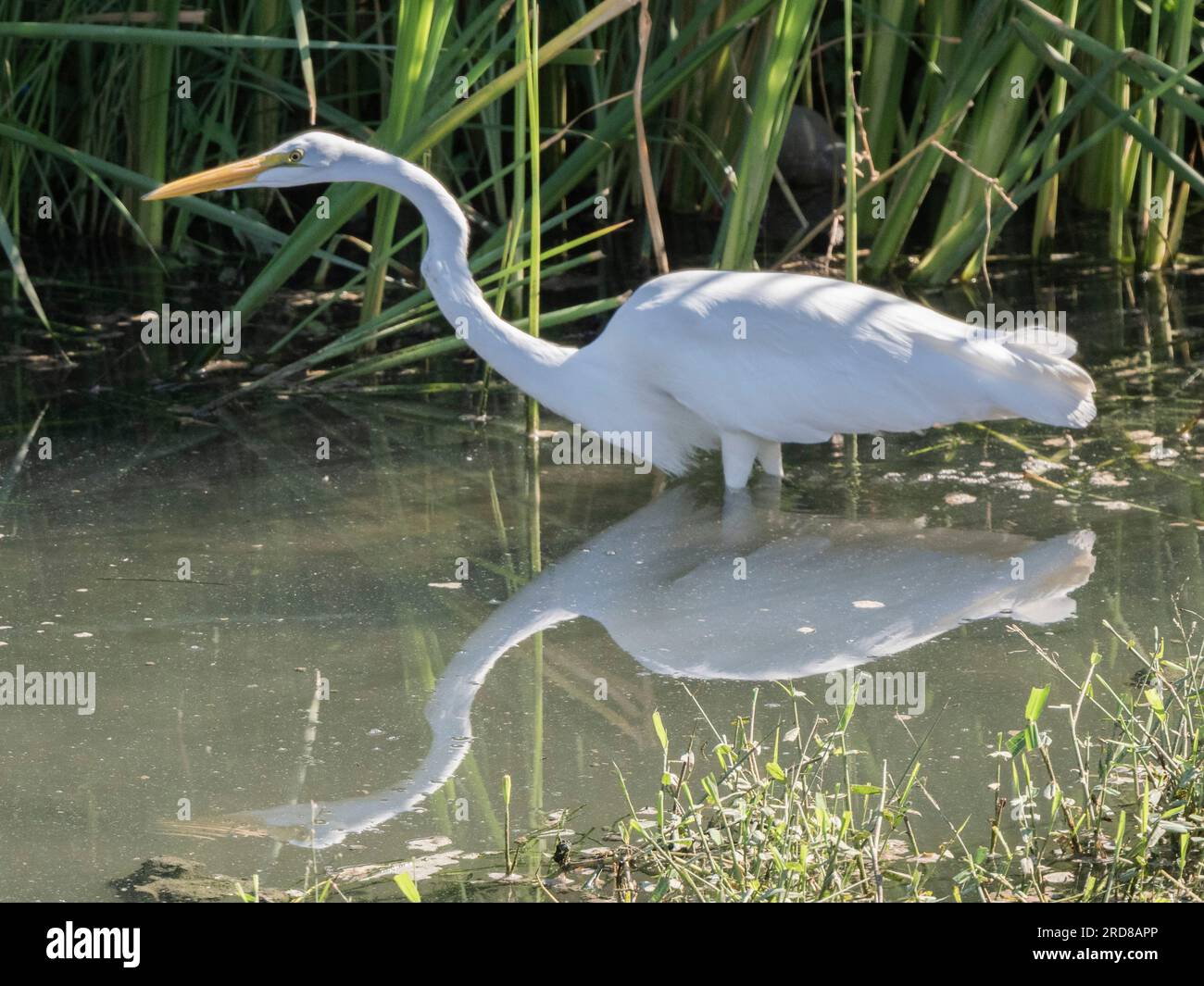 Grande egretto adulto (Ardea alba), preda in una laguna vicino a San Jose del Cabo, Baja California Sur, Messico, Nord America Foto Stock