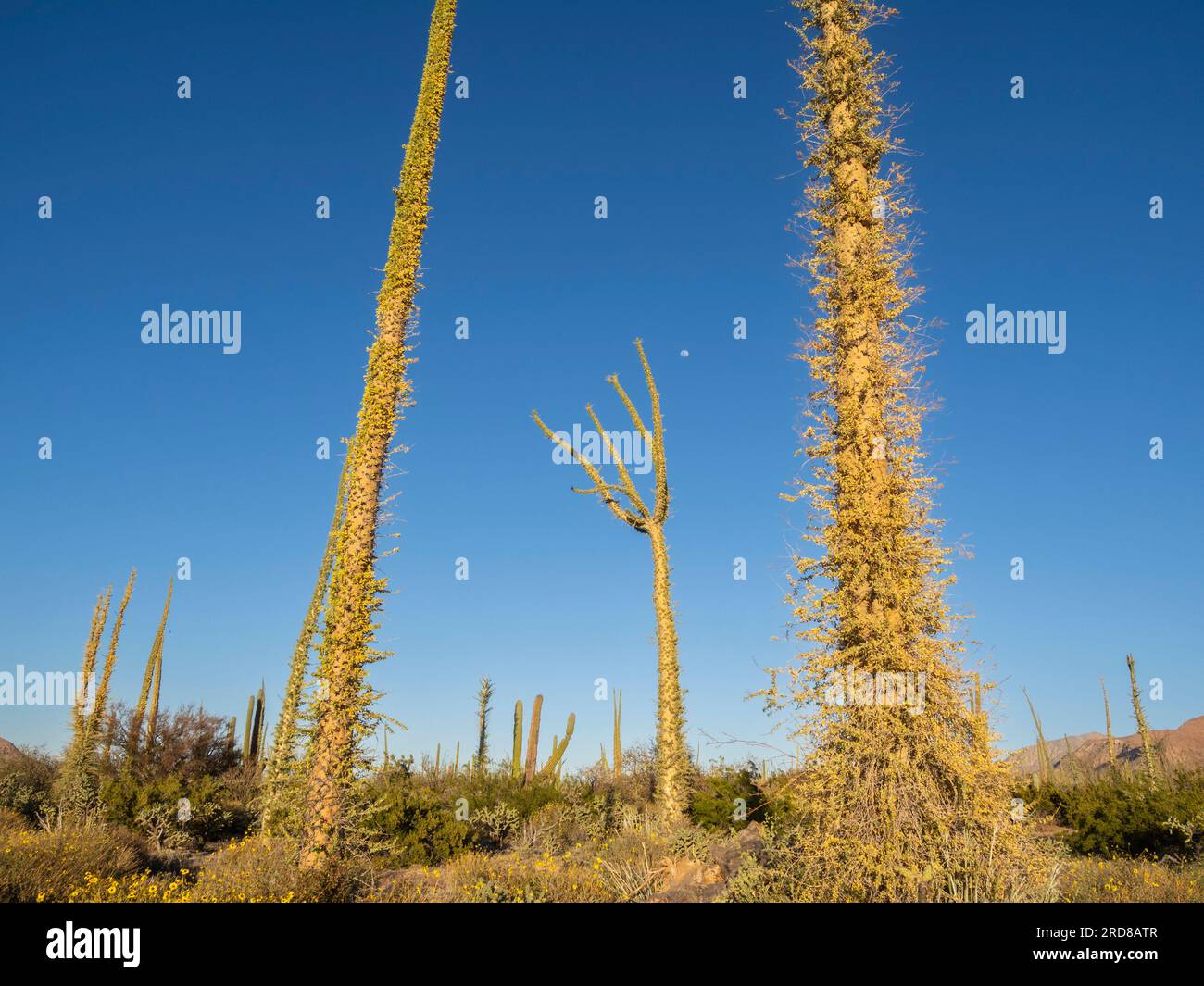 Boojum Tree (cirio) (Fouquieria columnaris), nel deserto di Sonora, Bahia de los Angeles, Baja California, Messico, Nord America Foto Stock