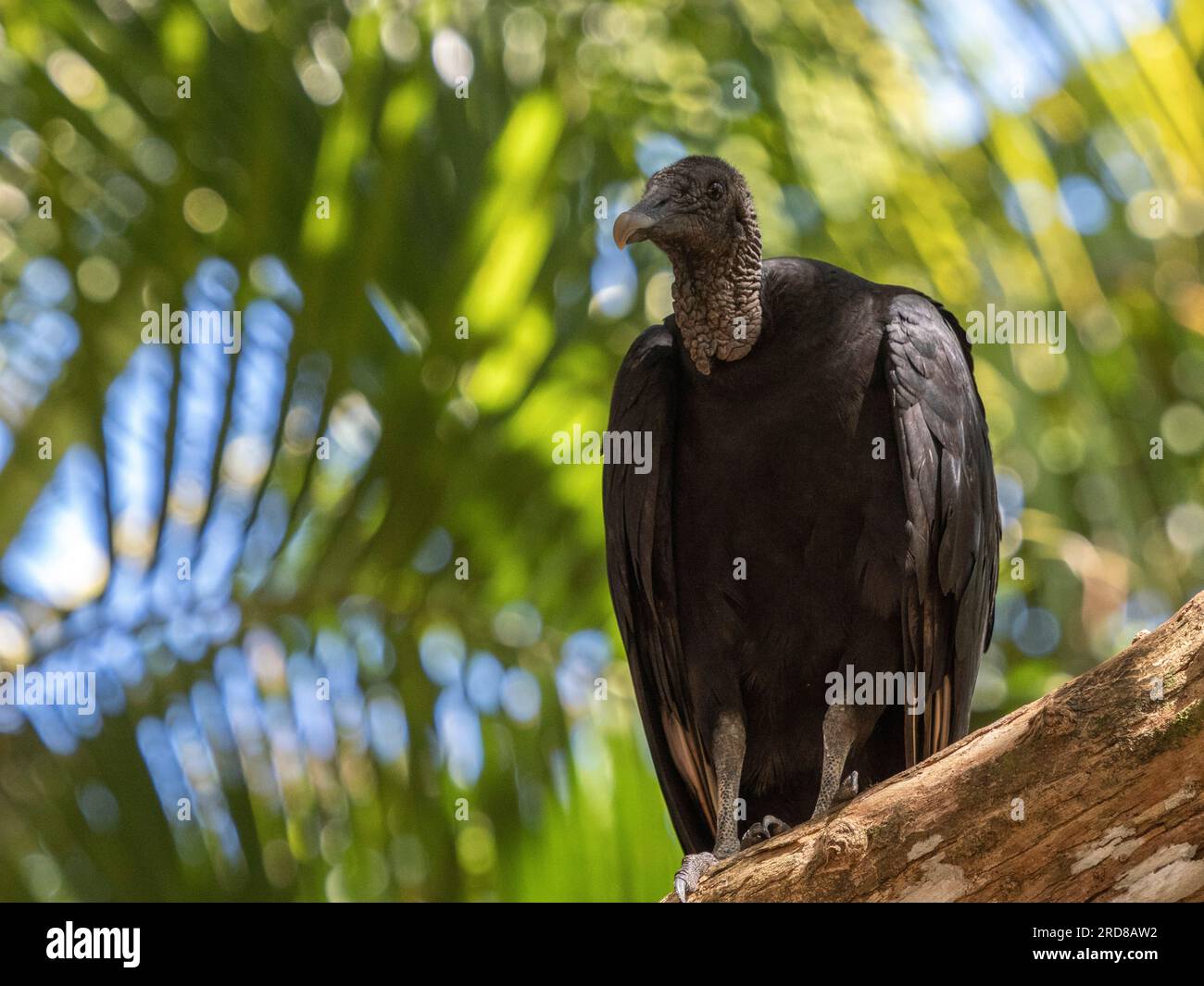 Un avvoltoio nero adulto (Coragyps atratus), arroccato su un albero sull'isola di Barro Colorado, Panama, America centrale Foto Stock