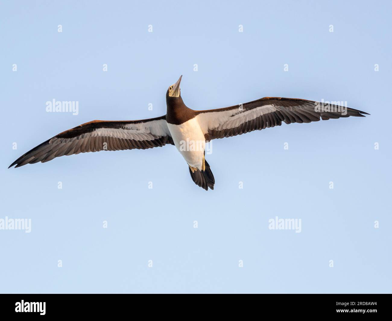 Un booby marrone adulto (Sula leucogaster) in volo, vicino all'isola di Coiba, Panama, America centrale Foto Stock