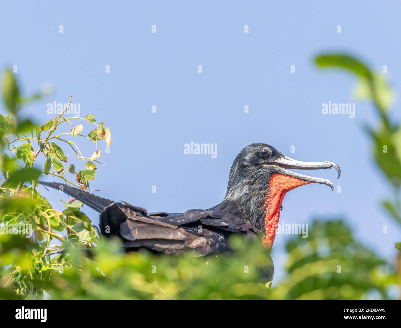 Maschio adulto magnifico uccello frigatebird (Fregata magnificens), sul suo nido, Isola dell'Iguana, Panama, America centrale Foto Stock