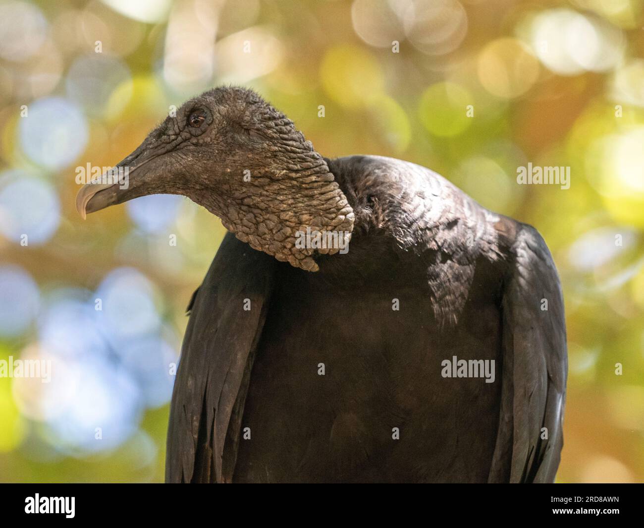 Un avvoltoio nero adulto (Coragyps atratus), arroccato su un albero sull'isola di Barro Colorado, Panama, America centrale Foto Stock