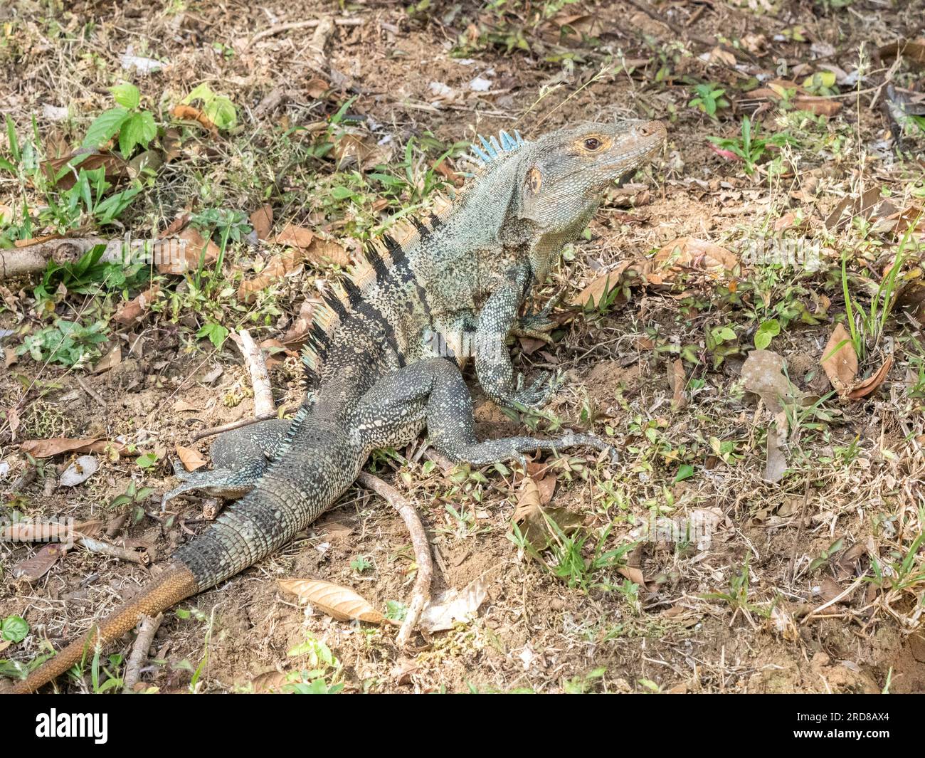 Un'iguana adulta dalla coda spinosa (Ctenosaura similis), sul terreno sull'isola di Barro Colorado, Panama, America centrale Foto Stock