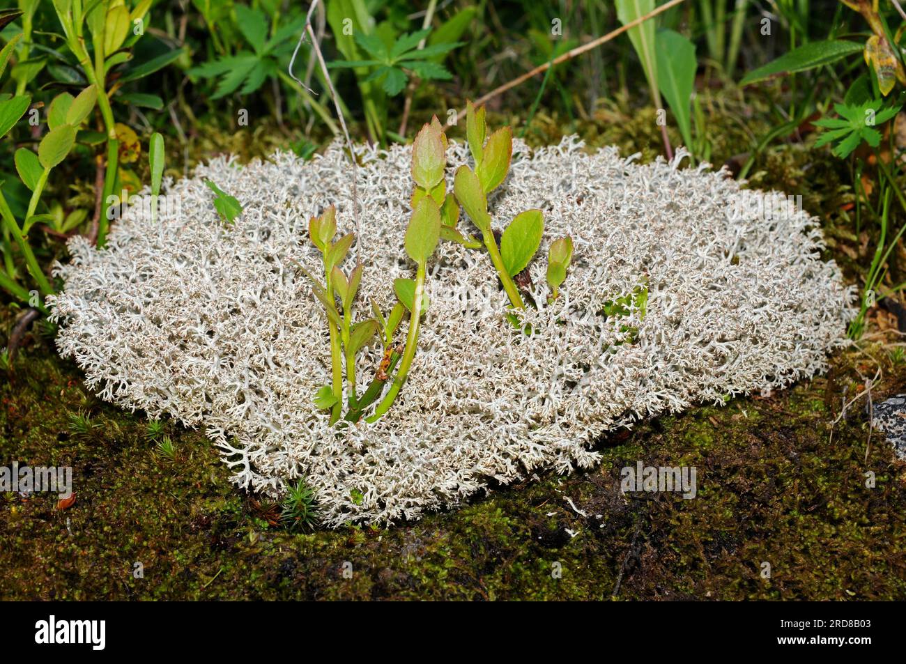 Il lichene delle renne o muschio caribou (Cladonia rangiferina) è un piede importante per le renne. Funghi. Ascomycota. Cladoniaceae. Questa foto è stata scattata in va Foto Stock