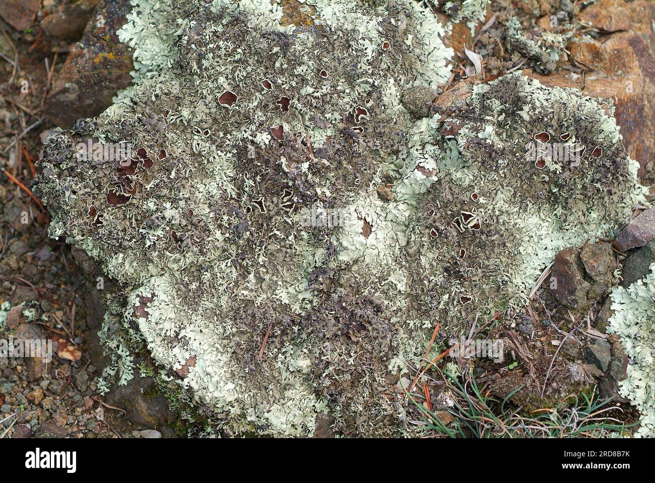 Lo scudo roccioso peperato (Parmelia conspersa o Xanthoparmelia conspersa) è un lichene fogliare con il tallio appresso o liberamente attaccato al sottofondo Foto Stock