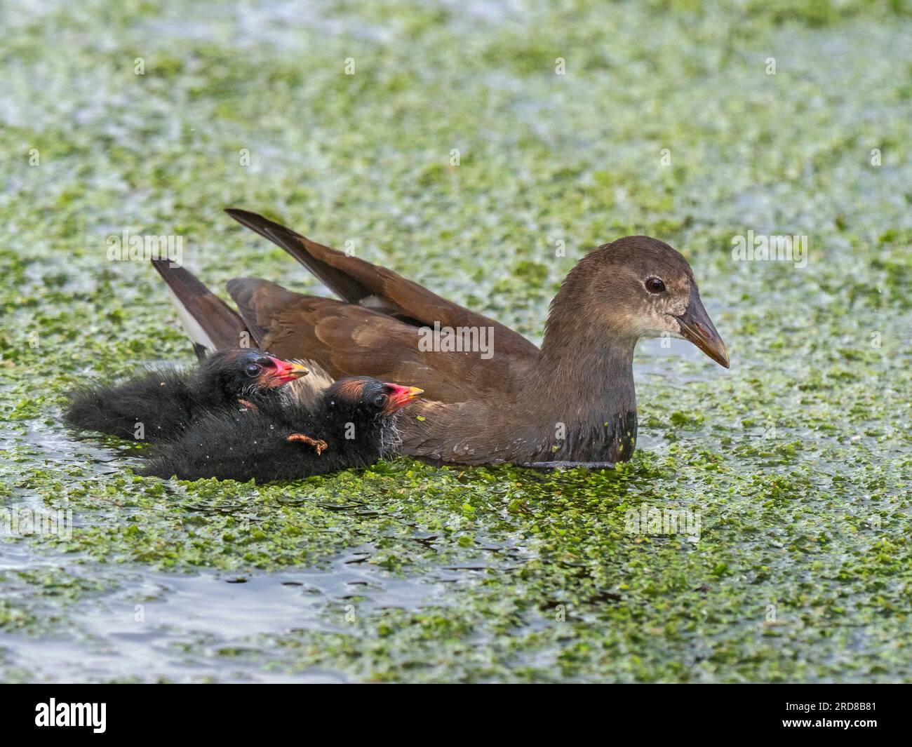 Moorhen Gallinula chloropus con piccoli pulcini che sono assistiti da un uccello immaturo della prima covata Foto Stock