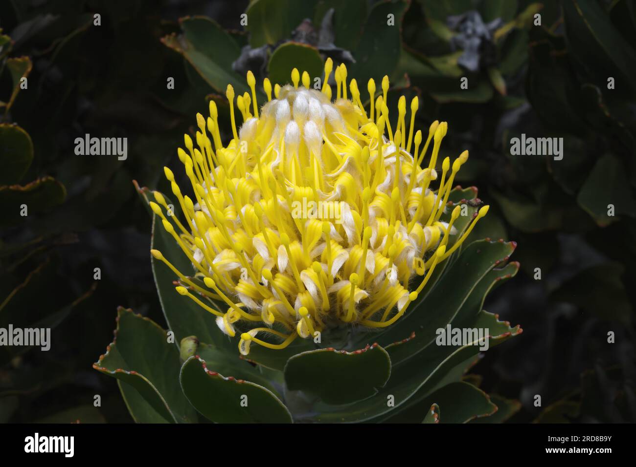 Fioritura di Pincushion Protea (specie Leucospermum), Table Mountain National Park, città del Capo, Sudafrica, Africa Foto Stock
