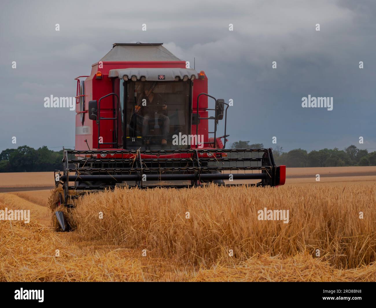 La raccolta del grano inizia a Great Bardfield, Braintree, Essex, Regno Unito. Il continuo clima caldo ha portato a una raccolta precoce del grano a partire dal 12 luglio 2023 Foto Stock
