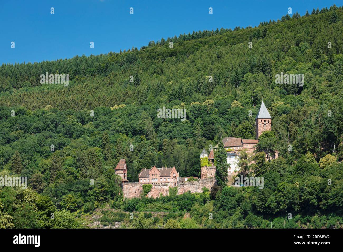 Castello di Zwingenberg, Valle della Neckartal, Odenwald, Burgenstrasse, Baden-Wurttemberg, Germania, Europa Foto Stock