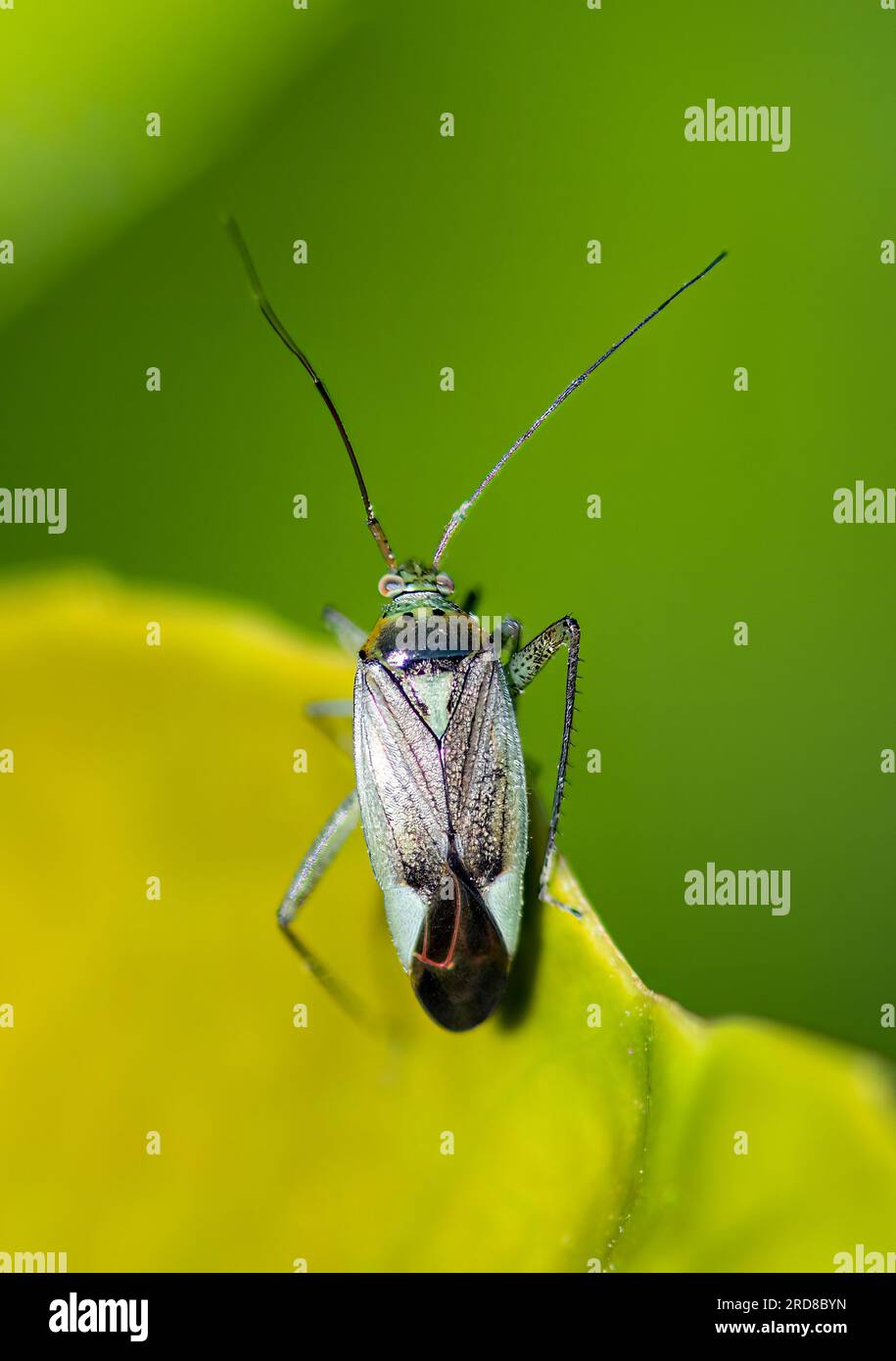 Capside di patate - Closterotomus norwegicus Foto Stock