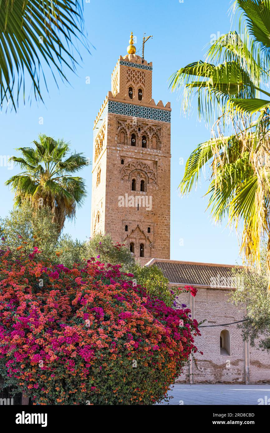 Antica torre minareto della Moschea di Koutoubia, sito patrimonio dell'umanità dell'UNESCO, incorniciata da fiori in primavera, Marrakech, Marocco, Nord Africa, Africa Foto Stock