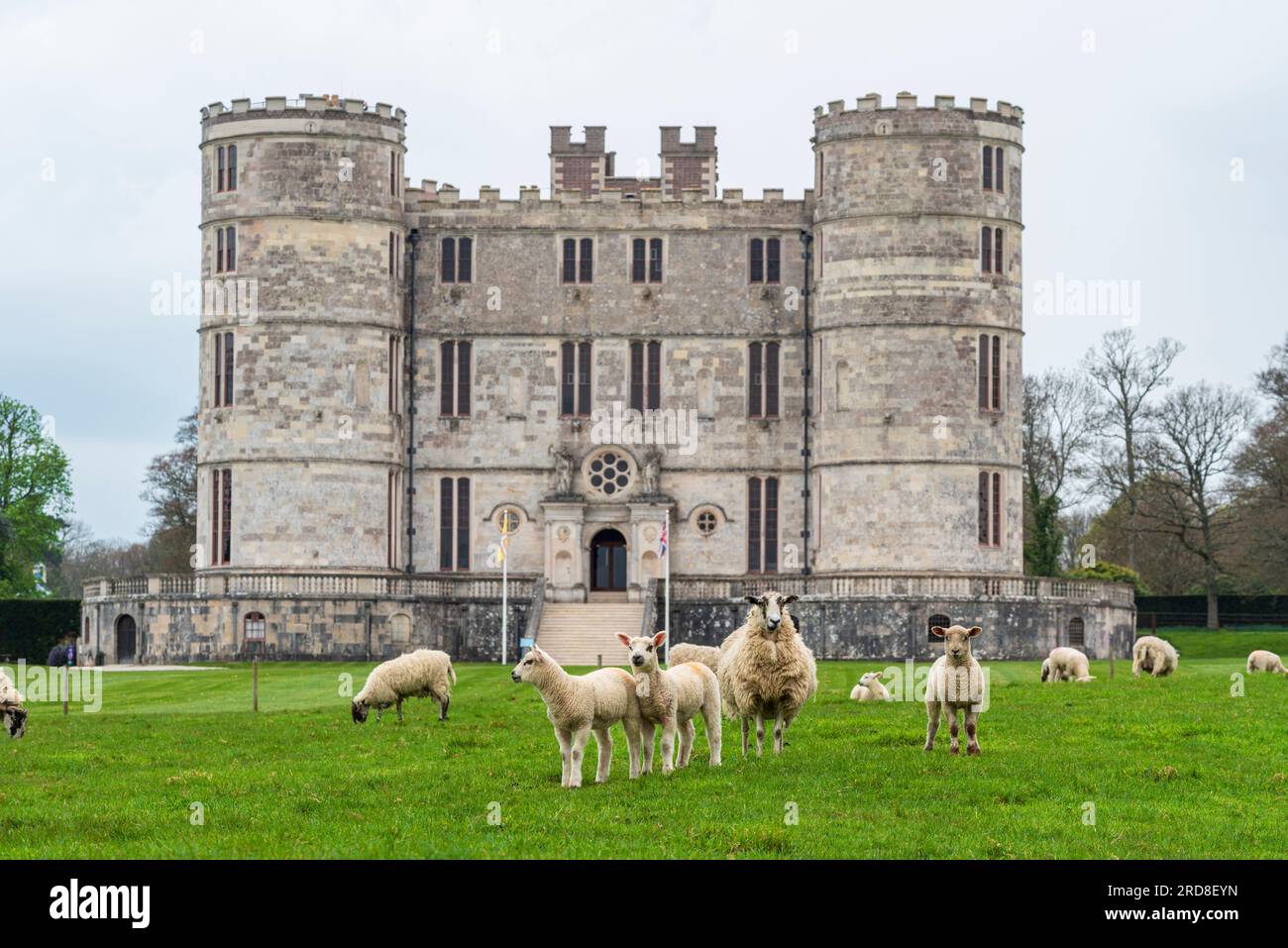 Pecore che vagano nei prati verdi di fronte al castello di Lulworth, Jurassic Coast, Dorset, Inghilterra, Regno Unito, Europa Foto Stock