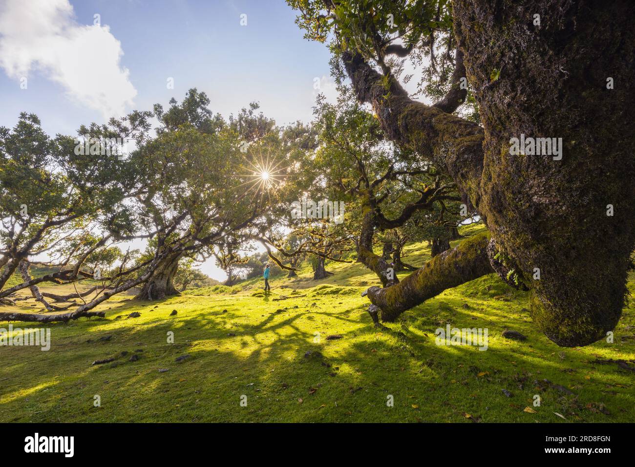 La maestosa Foresta Fanal in un giorno primaverile con alberi di laurisilva e una persona al tramonto, Porto Moniz, Madeira, Portogallo, Atlantico, Europa Foto Stock