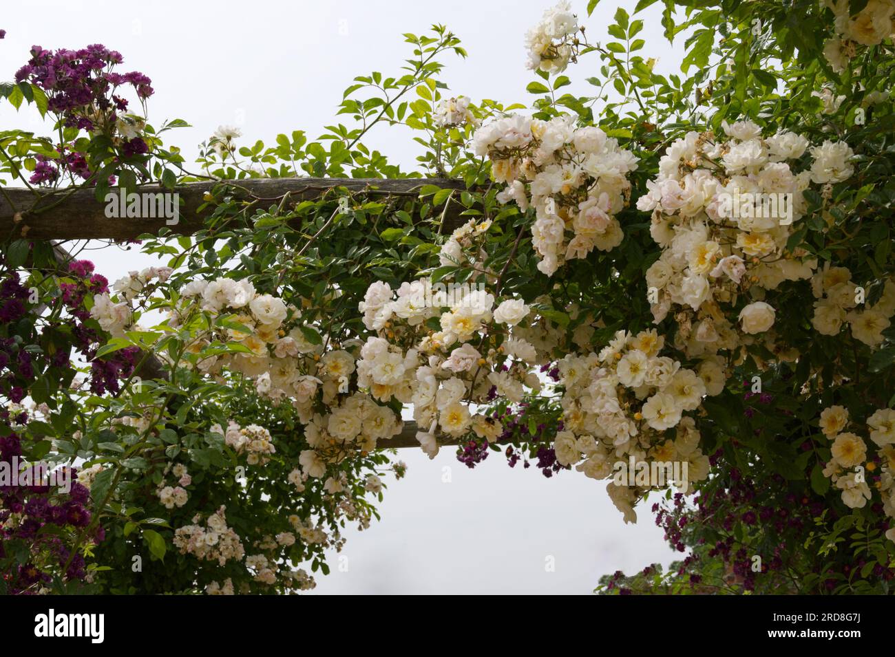 Rosa Goldfinch, due fiori di rosa estivi, giallo pallido e frilly, nel giardino britannico di giugno Foto Stock