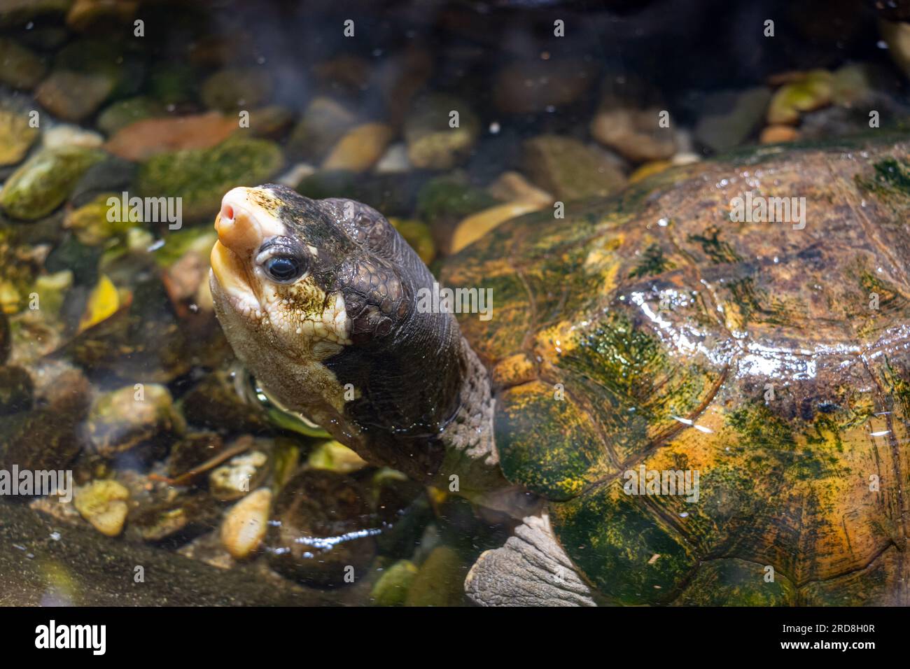 La tartaruga malese a guscio piatto (Notochelys platynota) in acqua Foto Stock