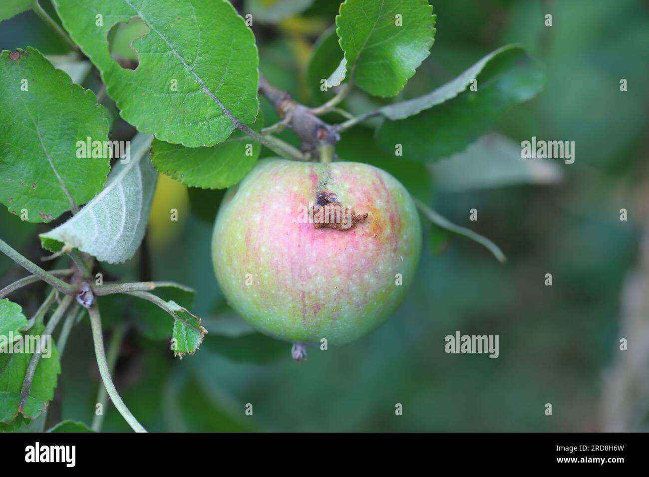 Un'infestazione di falena di coccodrillo può essere riconosciuta dal Piccoli buchi nella mela (Cydia pomonella) Foto Stock